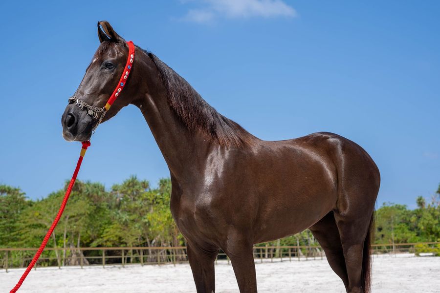 Siyam World Horse Ranch